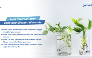 Jenis Tanaman Obat yang Bisa ditanam di Rumah